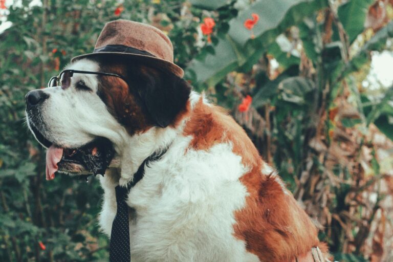 Essential Home Equipment for Large-Breed Dogs