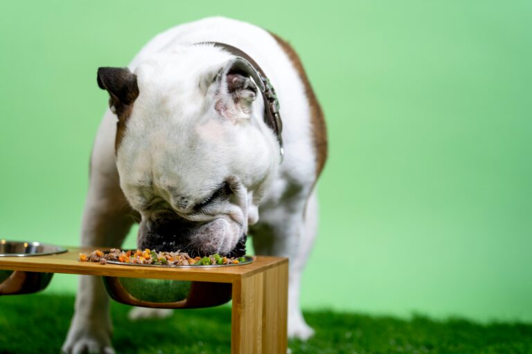 The Best Large-Breed Dog Foods for Healthy Joints