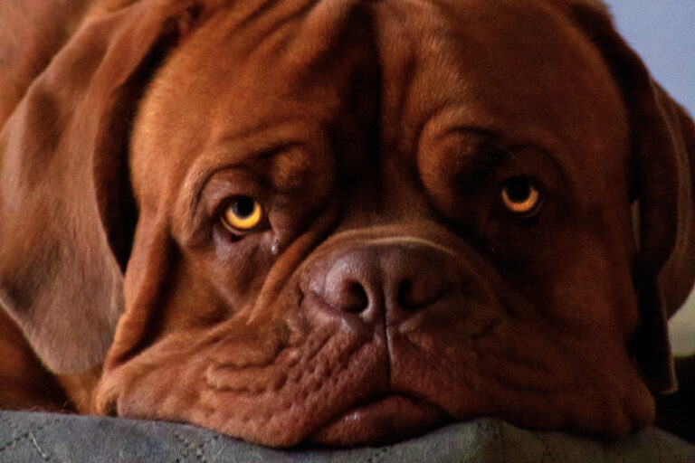 How to Maintain a Healthy Weight in Large Dogs