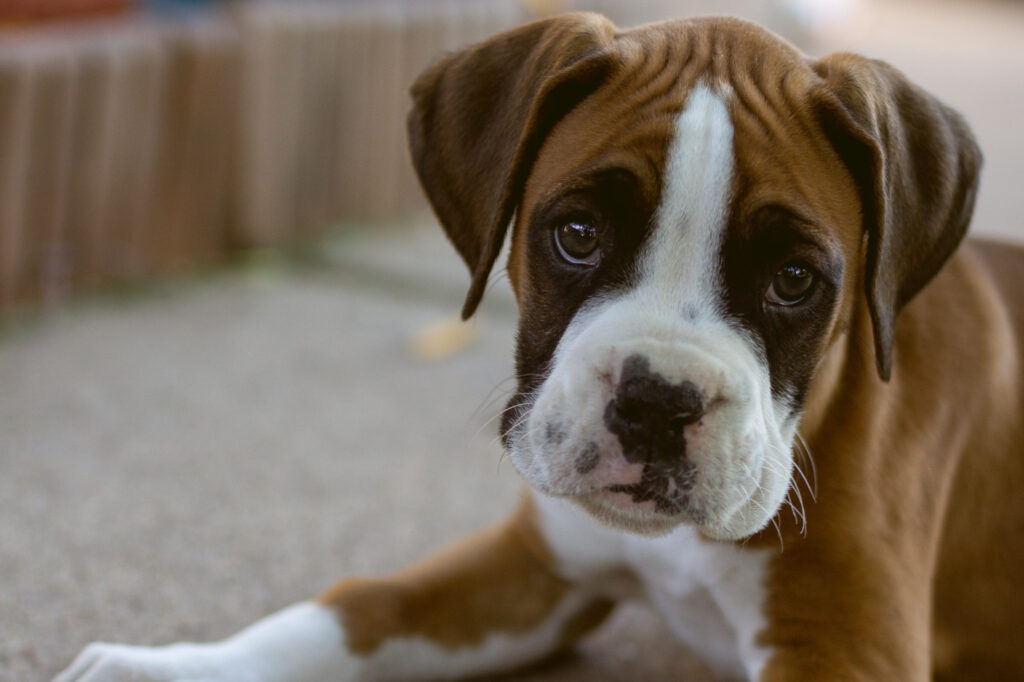 Large-Breed Puppy Care