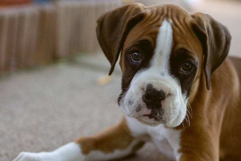 Large-Breed Puppy Care