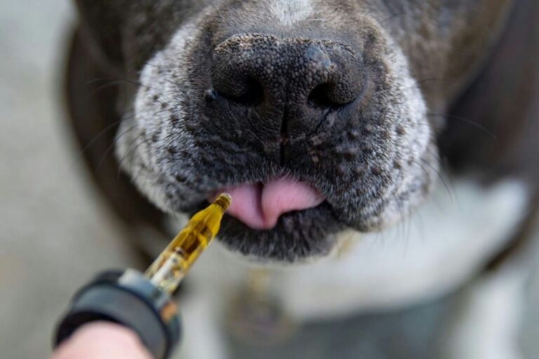 Top 4 Supplements Every Large Dog Should Take