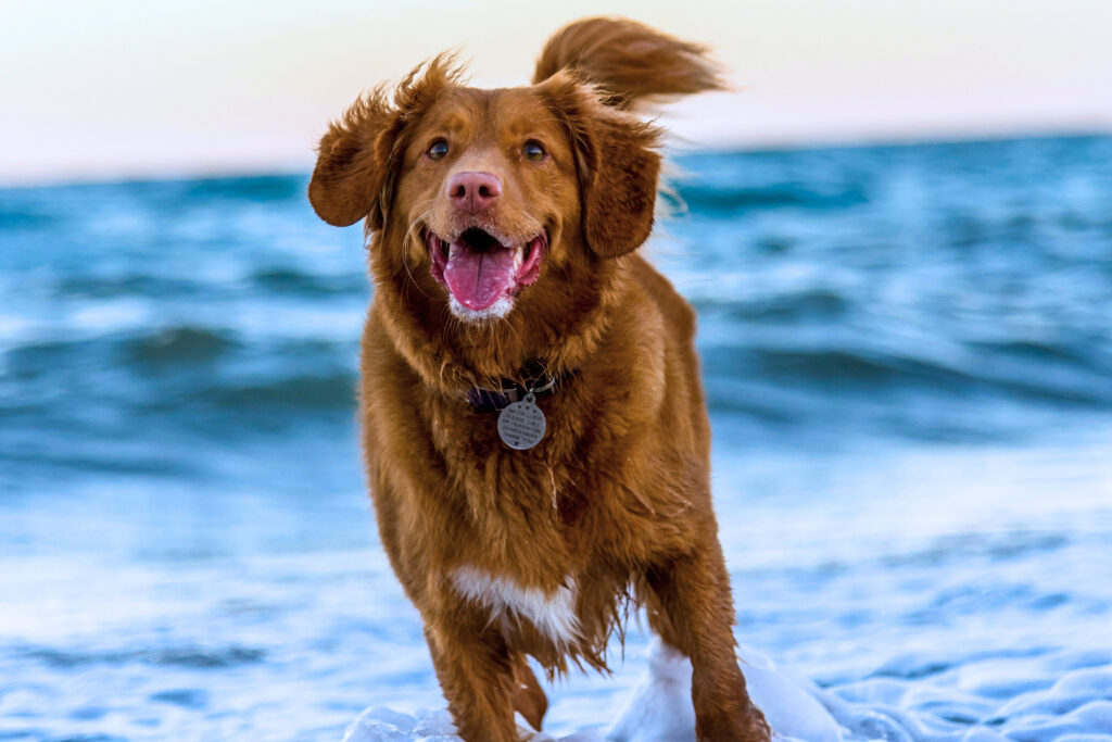 Preventive Care Checklist for Large-Breed Dogs