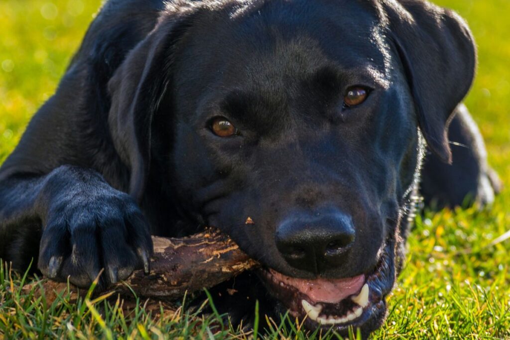 Top Tough Toys For Heavy Chewers