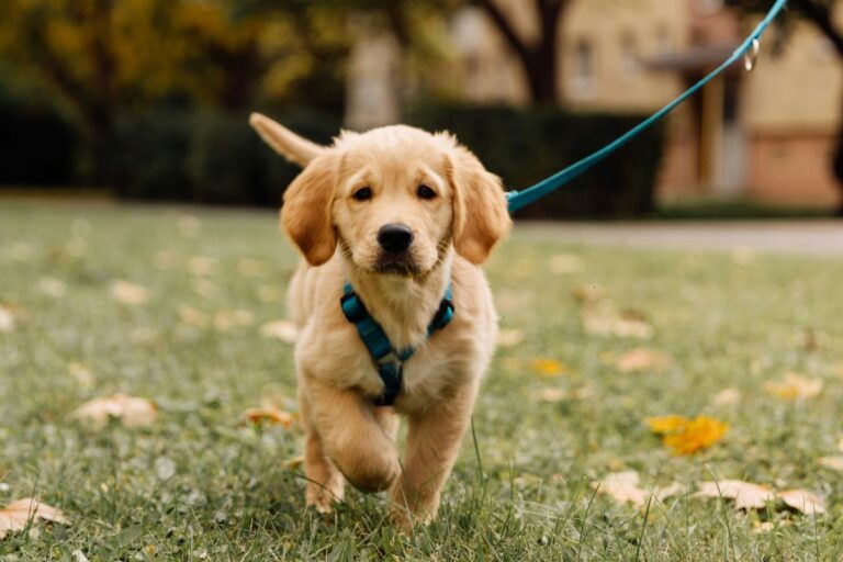 Large-Breed Puppy Training Guide: Simple Tips That Work Wonders