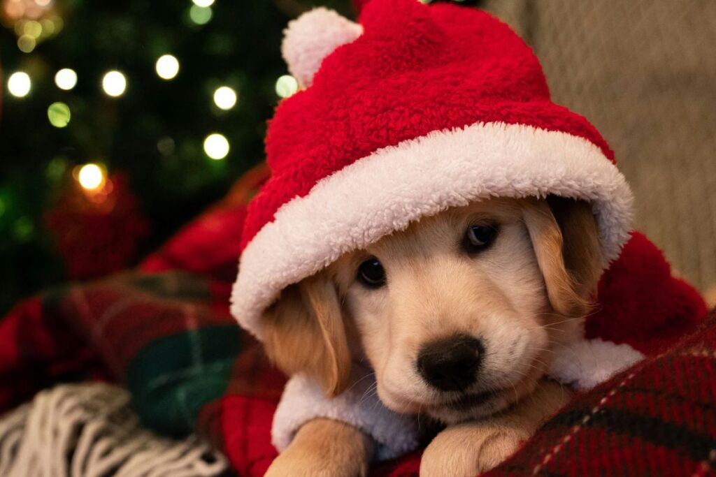 Perfect Christmas Gifts for Large-Breed Puppies in 2025