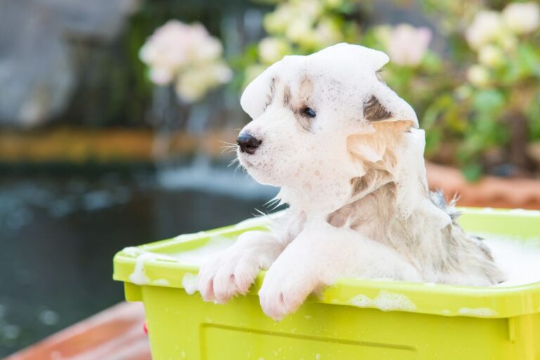 Large Puppy Grooming: Best Tools & Tips for Healthy Puppies