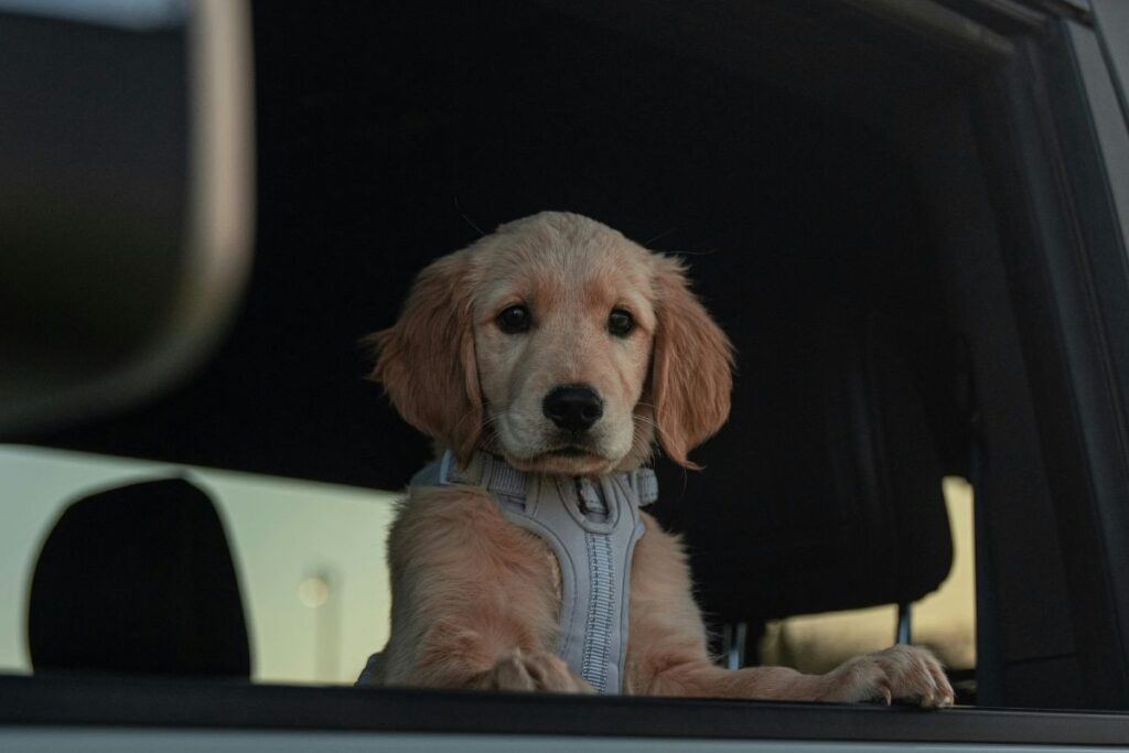Traveling Safely With a Large Breed Puppy (2026)