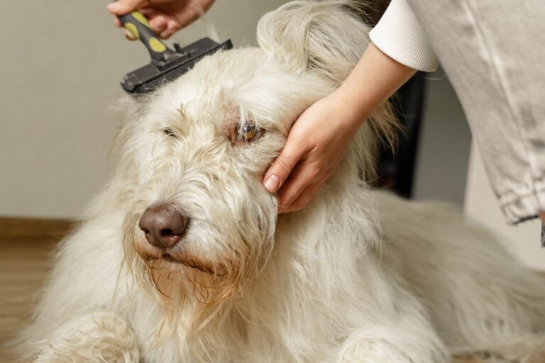 The Spring Shedding Fix for large Breed Dogs That Actually Works