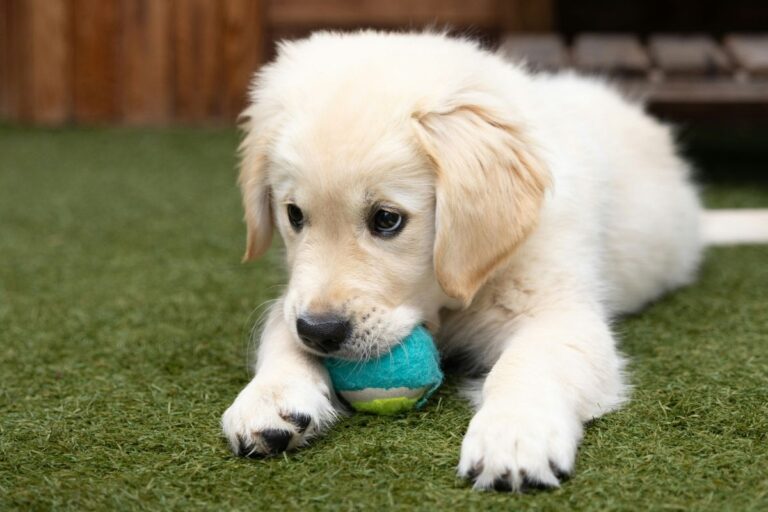 Top 5 Best Toys for Large Breed Puppies on Amazon Under $10